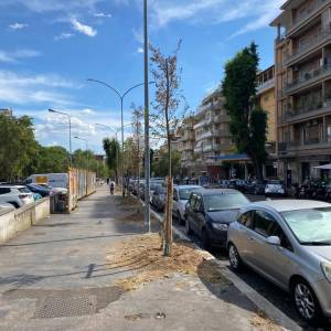 Foto La guerra agli alberi di Roma. Perché? 1