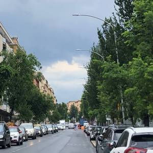 Foto La guerra agli alberi di Roma. Perché? 2