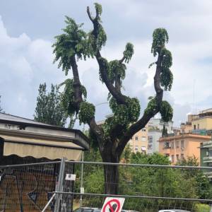 Foto La guerra agli alberi di Roma. Perché? 3
