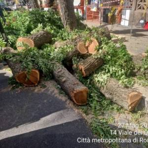 Foto La guerra agli alberi di Roma. Perché? 4