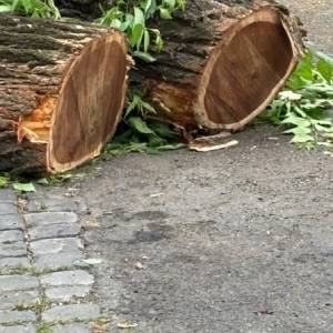 Foto La guerra agli alberi di Roma. Perché? 5