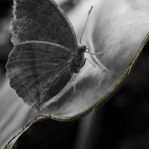 Foto 'Eden. Il Giardino dell’anima': a Bologna la mostra di Anna Caterina Masotti  1