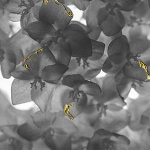 Foto 'Eden. Il Giardino dell’anima': a Bologna la mostra di Anna Caterina Masotti  3