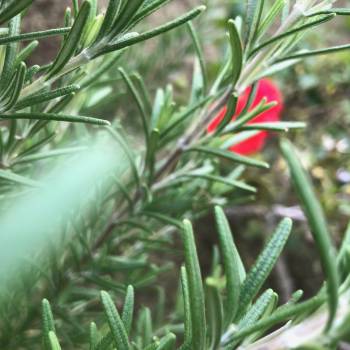 Foto: Mercosur: Agricoltura in subbuglio 