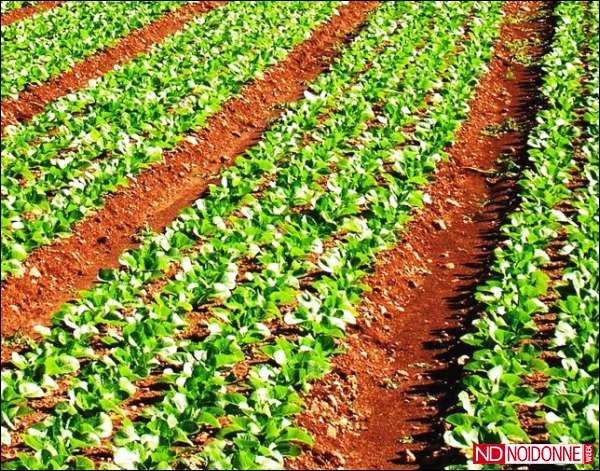 Foto: Agricoltura sostenibile e benessere dell'umanità