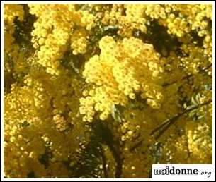 Foto: Attente a quello con la Mimosa.