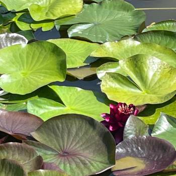 Foto: Ucraina/Resilienza e guerra. Parla Iryna - di Pinuccia Montanari e Giovanna Grenga