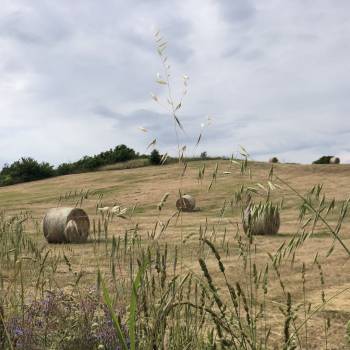 Foto: C’è + gusto … se + agricoltura c’è 