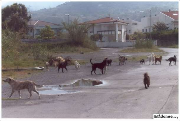 Foto: I ‘cani-killer’ hanno un padre: l’homo sapiens