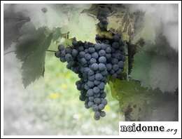 Foto: Il vino, sapore mediterraneo