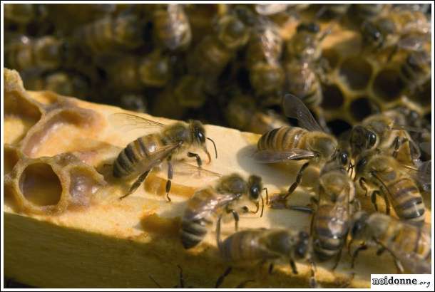 Foto: L’intima intesa tra api e apicoltrici