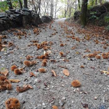 Foto: La scelta di vivere nel bosco e la storia dei 'rovina famiglie' - di Giovanna Martelli