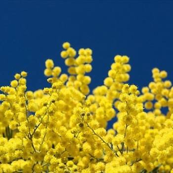 Foto: 8 Marzo: oltre le mimose, la realtà delle donne italiane