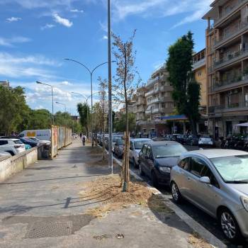 Foto: La guerra agli alberi di Roma. Perché?