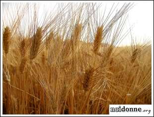 Foto: Spighe d’oro e campi di grano